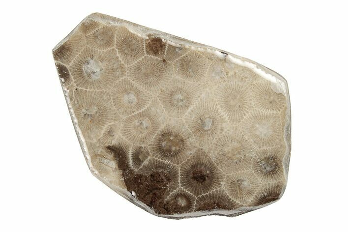 Polished Petoskey Stone (Fossil Coral) Slab - Michigan #204855